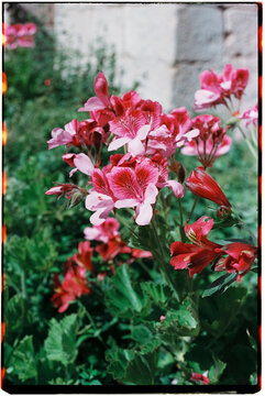 geranium plant with pink flowers, 35mm