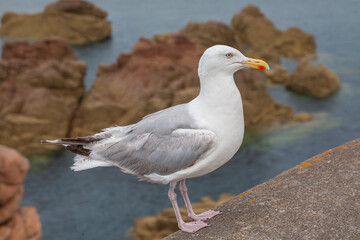 Silbermöwe (Larus argentatus)