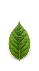 Vibrant green leaf with detailed veins, isolated on a clean white background. Fresh, healthy, and natural plant element.