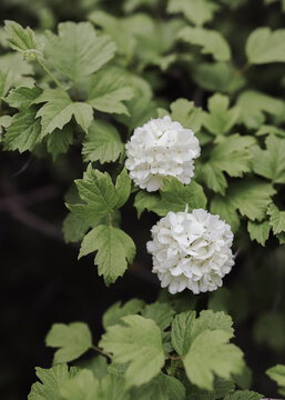 White viburnum flowers among green leaves