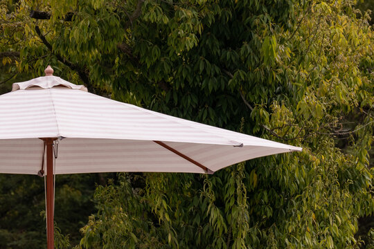 The Parasol