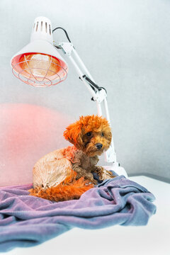 Wet dog under heat lamp with towel in cozy setting