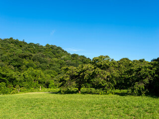 Obraz premium 新緑の木々と草原が広がる山の風景