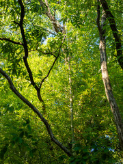 竹が生えた森の風景