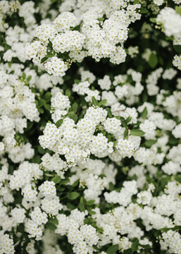 White spiraea flowers in dense blooming clusters
