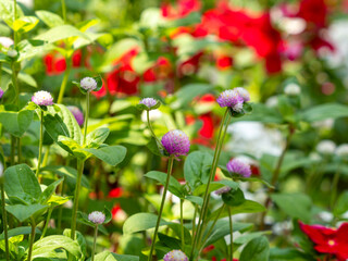 花壇に咲いた紫色の千日紅