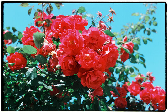 ruby pink damask roses in a garden, 35mm