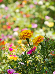 花壇に咲くマリーゴールド