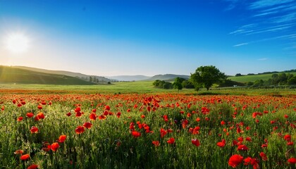 Obraz premium bright red poppies bloom in a lush green field under a clear blue sky at sunrise in springtime nature