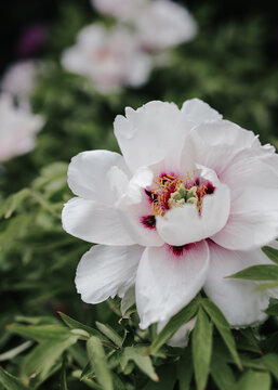 Close-up of blooming tree peony with pink center