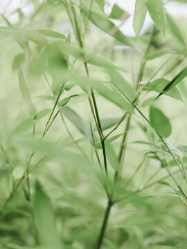 Soft focus bamboo leaves in green nature