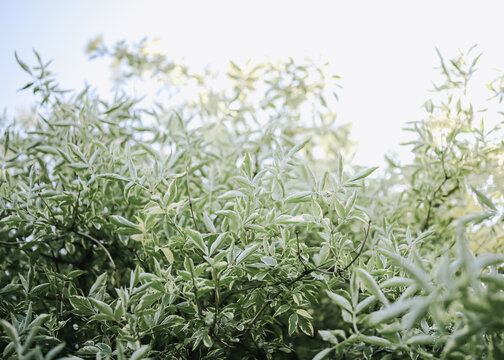 Variegated willow leaves against bright sky