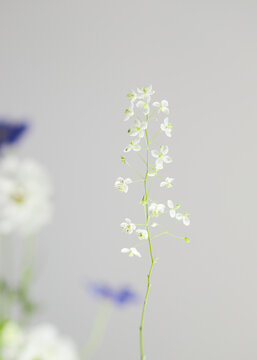 Delicate white wildflower branch on soft backdrop