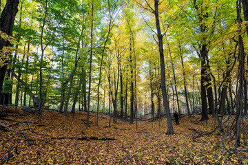 Obraz premium Beautiful fall colors in Vermont