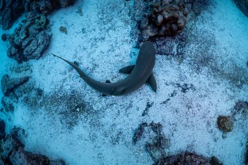 Whitetip Reef Shark in the Galapagos © Steve