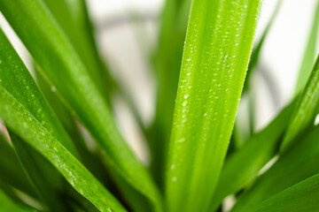 Close-up of vibrant wet green plant leaves with water droplets.