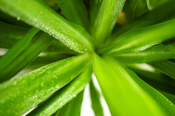 Close-up of dew-covered green plant leaves in natural light.
