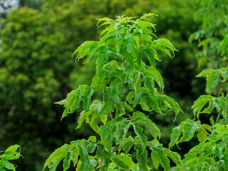 Moringa Oleifera Tree Growing in Lush Green Environment