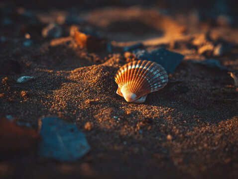 Shells Sand Beach Coast Marine Texture Detail Sea Closeup Nature Environment Coastal Scenic Ocean Shore Light Pattern Color Summer Relaxation Tranquil Solitude Landscape Travel Waves Photography 