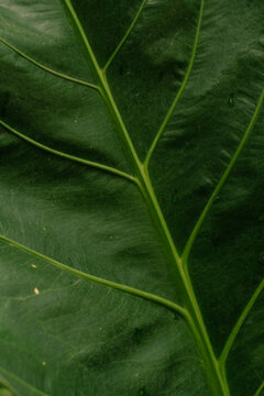 Texture of a green leaf.