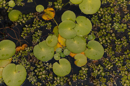 Lake with water lilies.