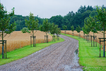 Country stone road with rows of small trees and ripe wheat fields