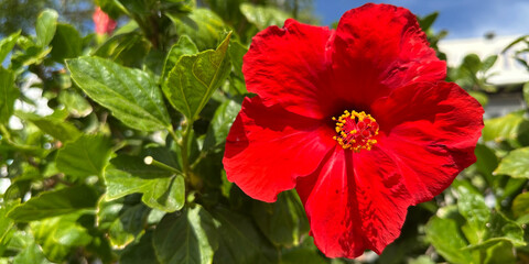 Vibrant red hibiscus flower blooming amidst lush green foliage under a bright blue sky, showcasing natural beauty and tropical ambiance in a serene garden setting. Banner with copy space