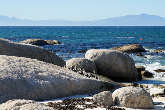 African Penguins Resting on Coastal Rocks - Powered by Adobe