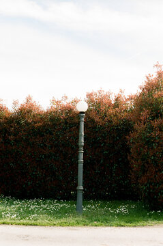 Old fashioned street lamp post in front of hedge
