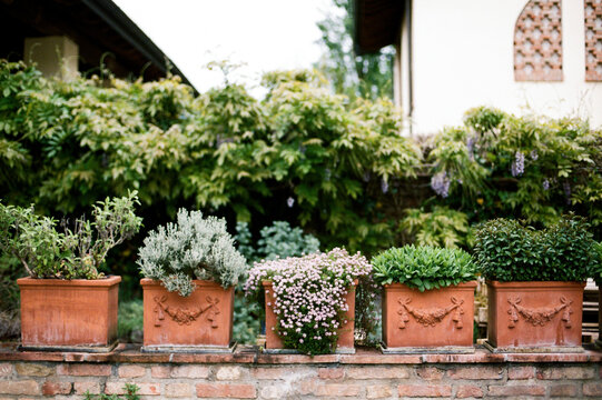 Aromatic plants terracotta pots in line on brick wall