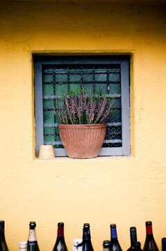 Flowerpot in a nook in the wall and many wine bottles leftovers