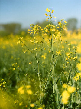 Yellow wild flowers in bloom in field on film