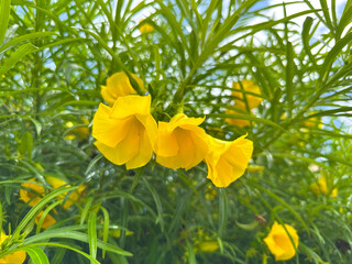 Vibrant yellow Thevetia flowers bloom amidst lush green foliage, attracting pollinators, showcasing nature's beauty in a serene outdoor environment filled with life. Copy space
