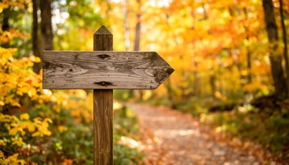 Wooden Trail Signpost Standing in Lush Green Forest Surrounded by Vibrant Trees