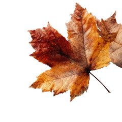 Autumn leaf close-up on black background