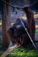 A Bornean orangutan sits on a rock with his hands holding a large rope in the sanctuary park.
