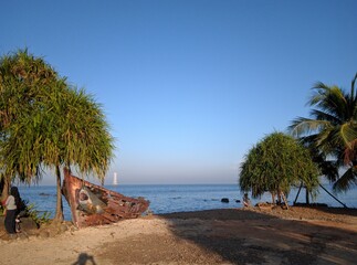 beach with palm trees