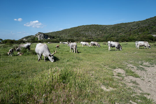 Maremmana Cattle Grazing in the Italian Countryside

