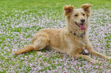 Beige dog enjoying a sunny day on grass with scattered sakura bl