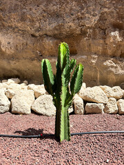 A green cactus grows and is watered in a desert park landscape, surrounded by decorative rocks and gravel, showcasing the beauty of arid conditions and drought-resistant flora. Vertical background