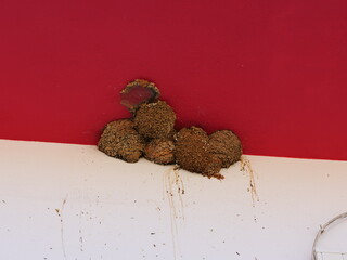 Swallow nests, which are typically built from clay and saliva and are often found on the outside of...