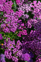 Close up of Yarrow Plant Flowers on Sunny Day