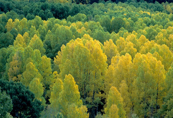 Aspens changing color in southern Utah in October, film capture.
