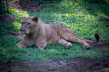 Adult lioness (Panthera leo) lying gracefully on the grass in its territory.