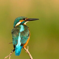 Kingfisher perched on branch (3)