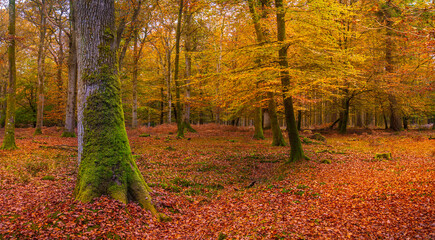 Golden trees in the New Forest in autumn