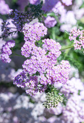 Obraz premium Close up of Yarrow Plant Flowers on Sunny Day