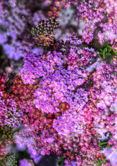 Abstract Multiple Exposure of Yarrow Plant Flowers on Sunny Day