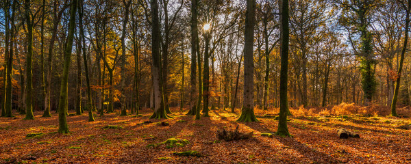 Fototapety na wymiar - Fototapeta24.pl