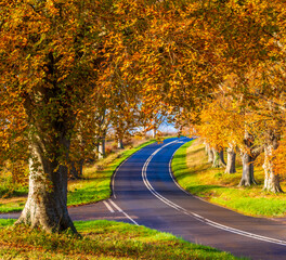 Fototapeta premium Autumn trees of gold and orange near Badbury Rings, Dorset